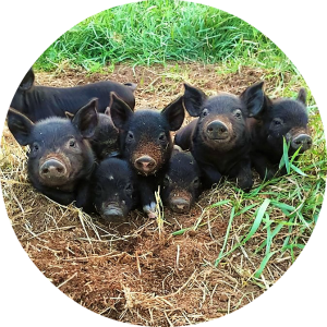 smiling piglets